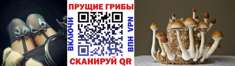 купить наркотики сайты  кракен рабочий сайт  Псилоцибиновые грибы мухоморы  Ивангород 